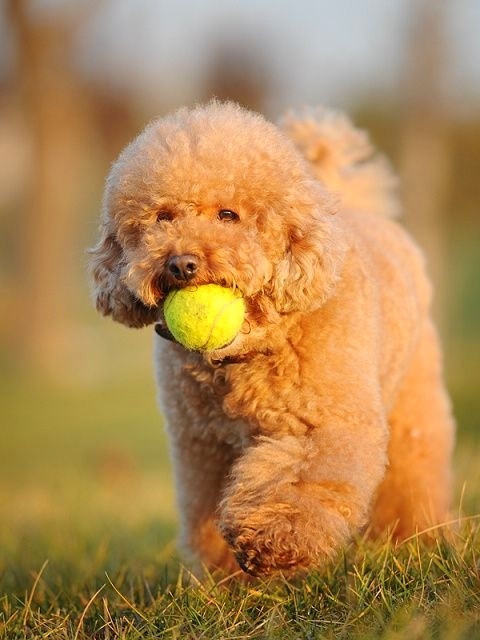 泰迪犬受欢迎的原因