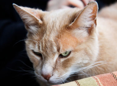 猫咪拉稀的诊断与治疗办法