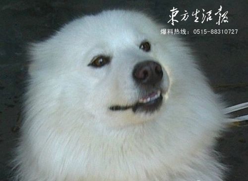 “萨摩耶”迷路“赖上”警车不走了