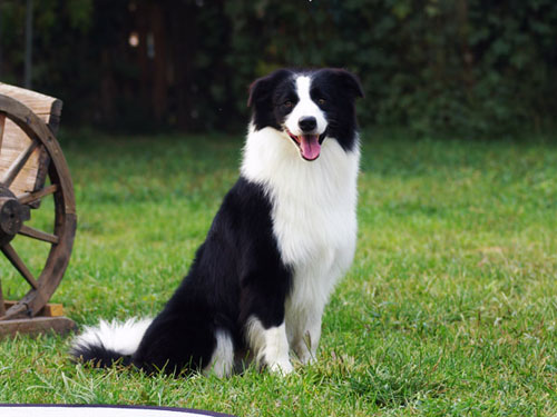 边境牧羊犬毛发的梳理方法