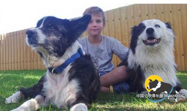 感动瞬间:失踪7年,澳洲伯斯一边境牧羊犬奇迹返家
