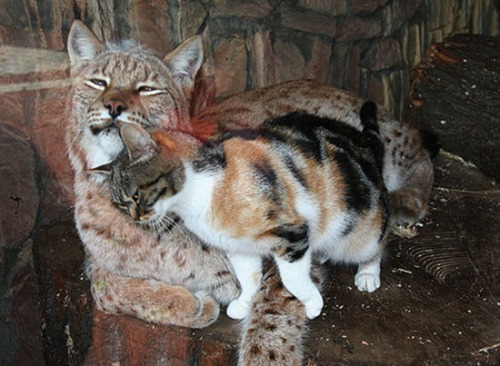 猫咪闯动物园与猞猁成好友 同吃睡场面温馨