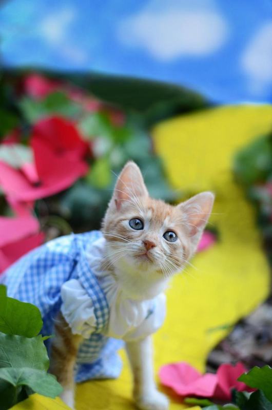 美摄影师装扮流浪猫 盼吸引好心领养者
