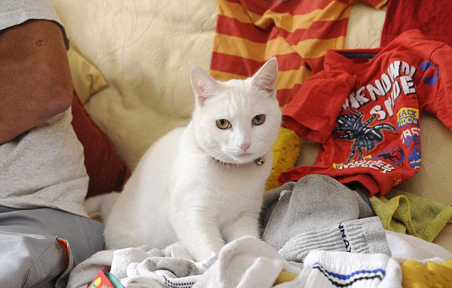 高龄猫咪该如何饲养