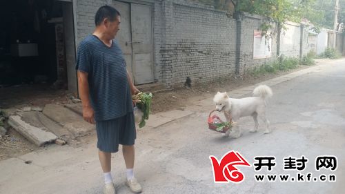 开封有只萨摩耶犬 5年来主人买菜它“提篮”