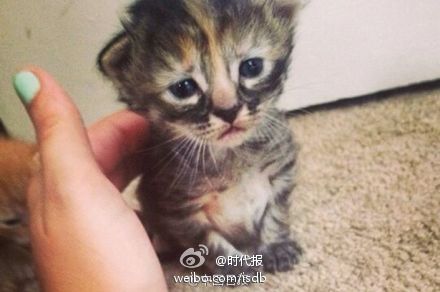 猫咪不能吃的食物