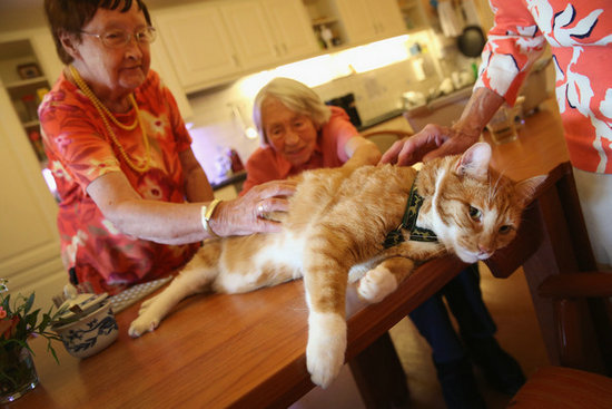 暖人的猫咪疗法 给老人带去欢乐