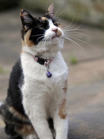 英国“国家猫咪奖”揭晓 5只有爱猫咪上榜