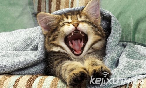 训练猫咪不在凌晨打扰你睡眠的方法