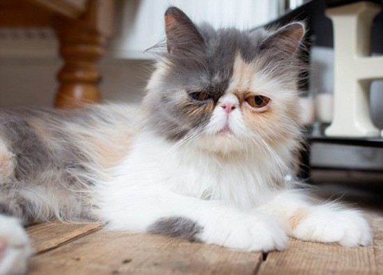 英宠物猫表情忧郁惹人怜爆红网络