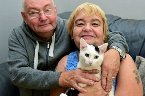 英国夫妇宠物猫为雌雄同体 手术后成功变身母猫