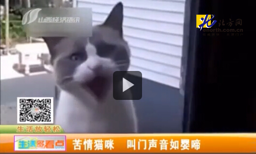 视频:猫咪成精竟与主人“吵架” 声音宛如婴儿叫喊