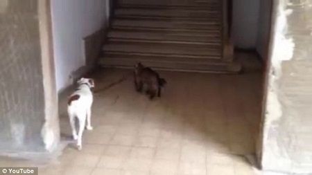 猫咪无师自通学会遛狗 牵狗散步派头十足