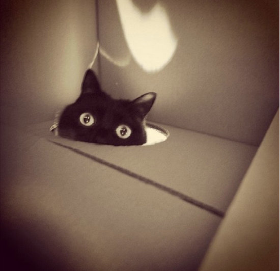宠物摄影:卖萌的黑色猫咪照