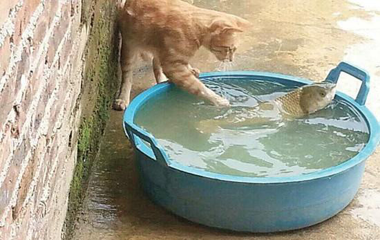馋猫围水盆转半小时颤抖“捞鱼” 画面呆萌
