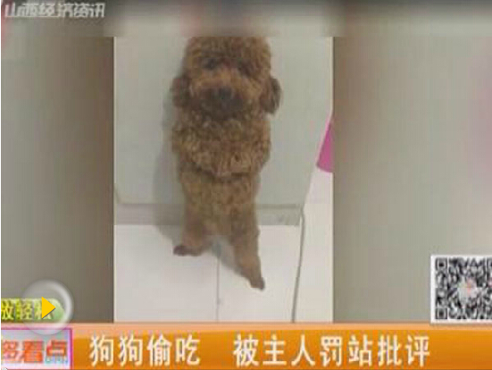 视频:汪星人泰迪狗狗偷吃被罚站 主人批评时猛打饱嗝