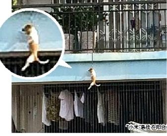 好险!小狗悬挂8楼阳台外
