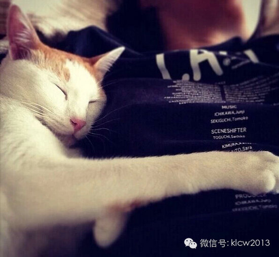 别人家的猫和我家的猫