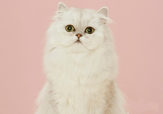 猫咪洗澡过勤影响毛发健康