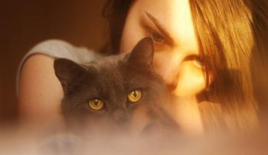 猫咪四季健康备忘录