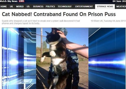 俄罗斯宠物猫驮2部手机潜入监狱送主人被抓获