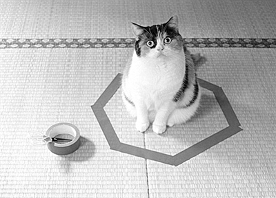 猫咪为何 独爱圆圈 至今仍是谜