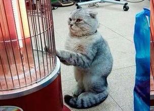猫咪站加热器前取暖 憨态可掬逗乐众人