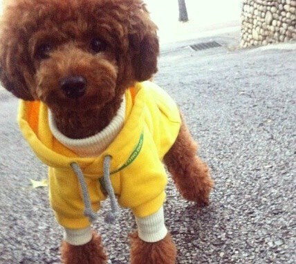 泰迪幼犬的饮食管理