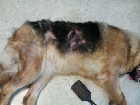 德国牧羊犬掉毛的原因