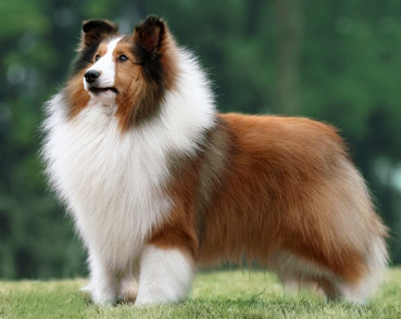 喜乐蒂牧羊犬和苏格兰牧羊犬的区别