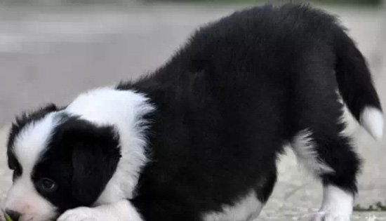 边境牧羊犬各地价格及选购技巧!