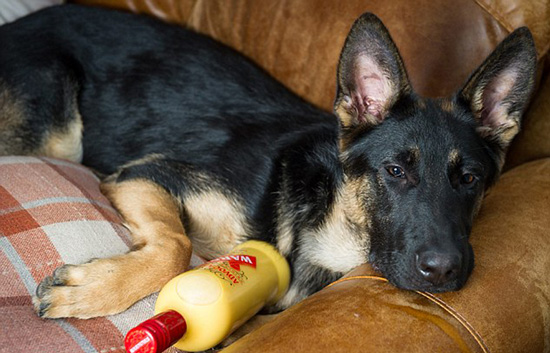 英国一德国牧羊犬误喝圣诞酒 醉到不能走路急送救护车