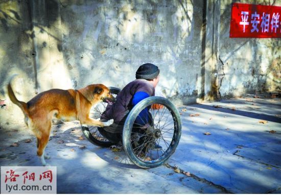 忠心狗狗推残疾主人摆摊!网友美誉“河南版忠犬”