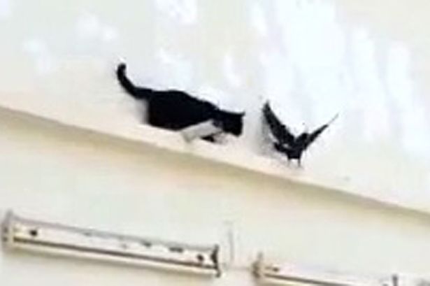 “猫鸽大战”滑稽视频走红网络引人捧腹