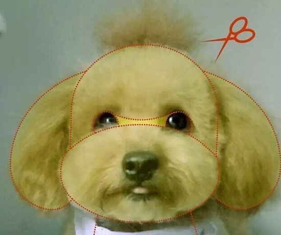 泰迪犬的头部修剪