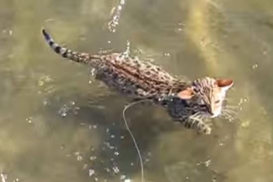 小猫上演“水上漂”走红:优雅入水 萌态十足
