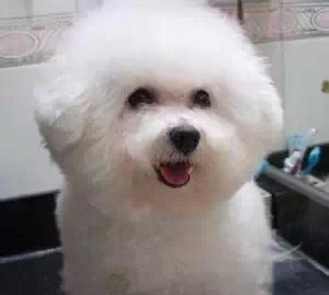 喂食比熊犬的三大误区