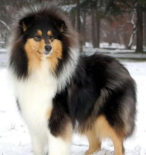 长毛苏格兰牧羊犬修毛小技巧
