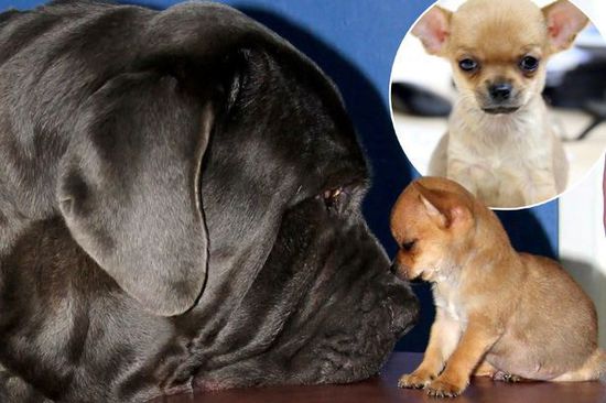 体形最悬殊友情!英吉娃娃和獒犬成挚友