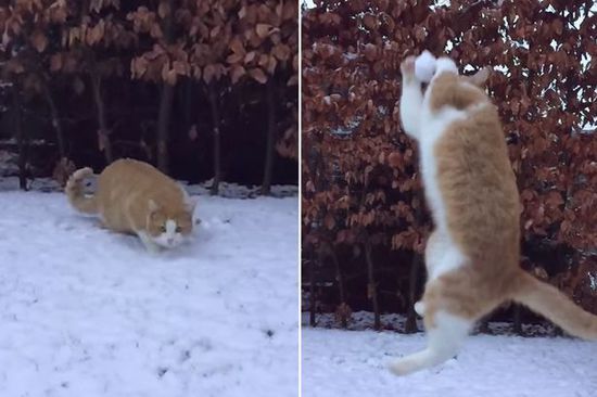 猫咪飞身准确接雪球展绝技