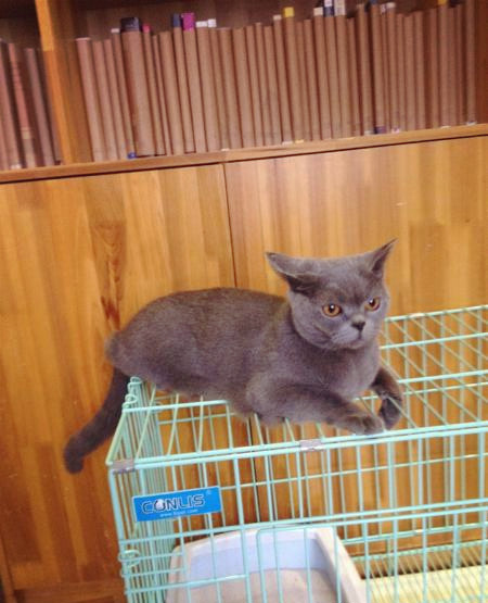 关于猫咪呕吐背后的四个杀手
