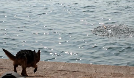青岛有只德国牧羊犬爱环保 寒冬跳海衔回漂浮垃圾