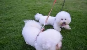 改善比熊犬的分离焦虑症解析