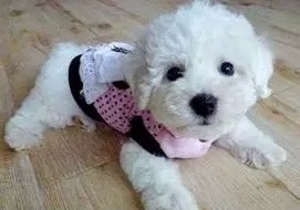 比熊犬泳后应注意哪些事项