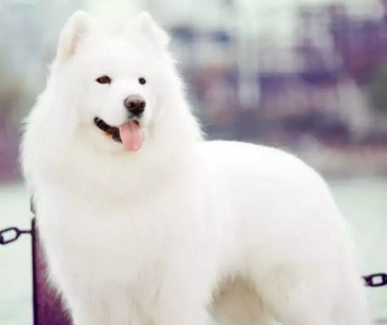 萨摩耶犬个地方的价格及选购技巧