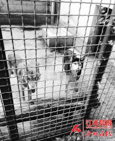 淮南一只哈士奇与两只狼住一起 已相处2年多