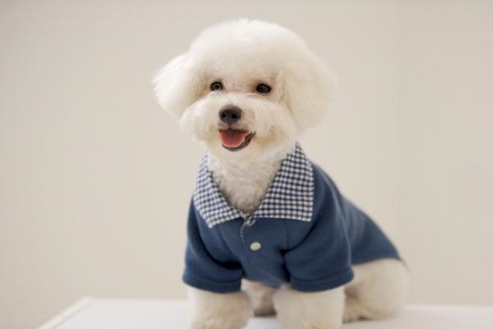 常见的比熊犬有哪几种颜色