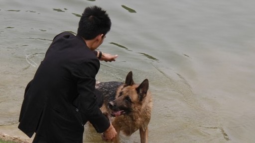 路边捡回一只德国牧羊犬,吃穷售楼小伙儿