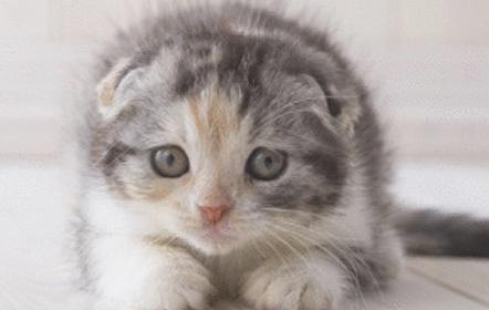 四个训练猫猫的注意事项