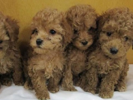 泰迪犬日常喂养的注意事项
